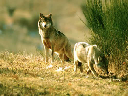 I lupi del Parco Faunistico